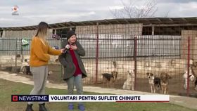 Voluntari pentru suflete chinuite